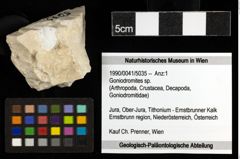 Foto (Objekt + Etiketten) von Goniodromites sp. 